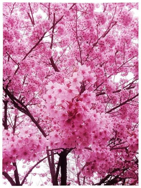 Cherry Blossoms Sakura Japan Sakura Tree Sakura Cherry Blossom