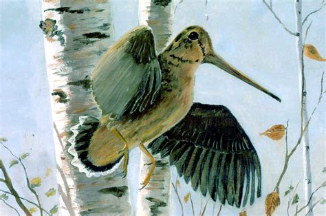 1° nom d un oiseau de passage, marqueté de gris, qui a le bec fort long, et. La bécasse