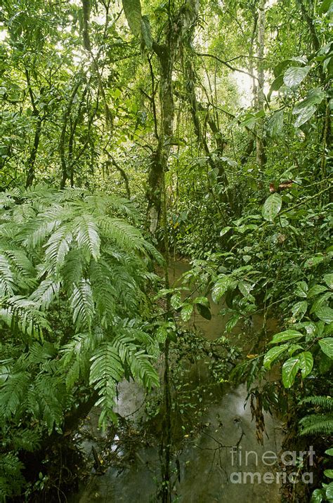 Lowland Tropical Rainforest Photograph By Gregory G