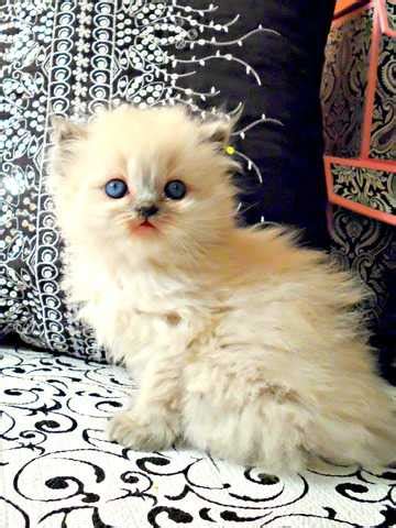 We have a few doll faced himalayan kittens available for the holiday season. Beautiful Blue Point Himalayan Kittens FOR SALE ADOPTION ...