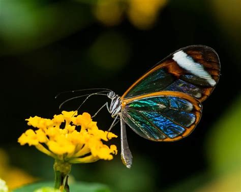 Natural Encounters Photography By Ben Williams Glasswing Butterfly