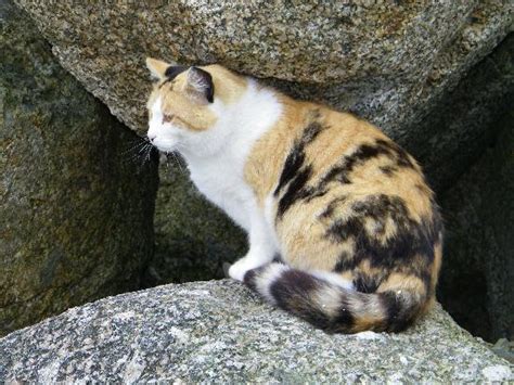 There is definitely a joy in rescuing a feral cat even though it may not be much fun at times. Feral Cat Rescue: Wharf Cats in Nova Scotia