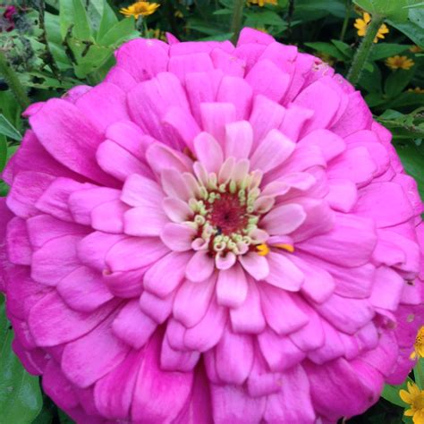 We did not find results for: Pin on Flowers