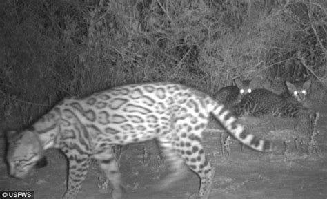 We did not find results for: Ultra-rare ocelot kittens spotted in Texas for the first ...