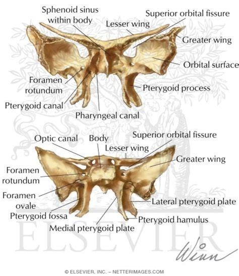Bones Of The Skull Sphenoid Bone