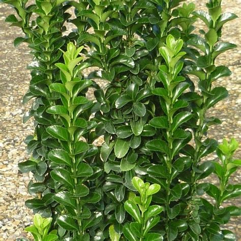 Ruscus aculeatus 'john redmond' agm: Japanese euonymus - RHS in 2020 | Plants, Shrubs ...