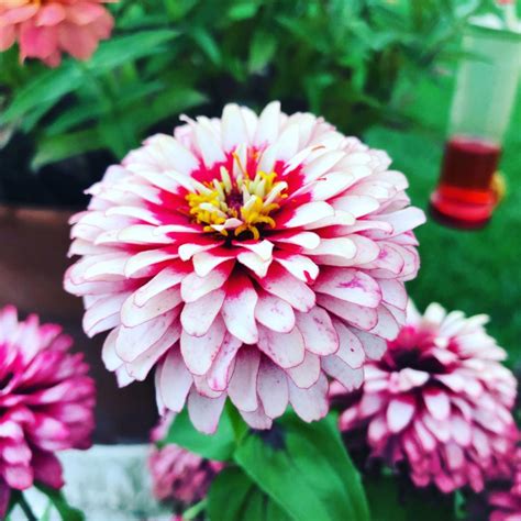 And, with the new plant pipeline full of unique. Hydrangeas & Zinnias & Containers, Oh My! | My Other More ...