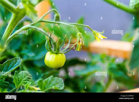 Burpee Ace 55 Heirloom Tomato Plants With Immature Fruit And Blossoms