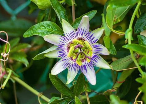 How To Grow Blue Passion Flower Passiflora Caerulea Fire News Today