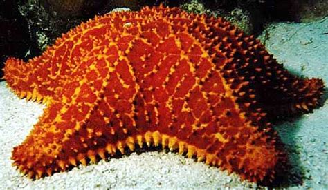 Starfish Sea Star Armed Sea Critter Animal Pictures And Facts
