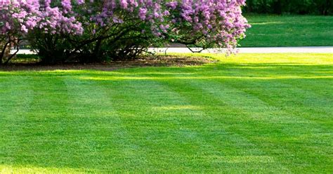 Thank you for your advice and. A guide to spring lawn feeding and care | lovethegarden