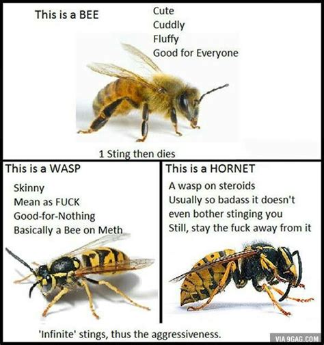 How To Tell The Difference Between A Bee A Hornet And A Wasp Life