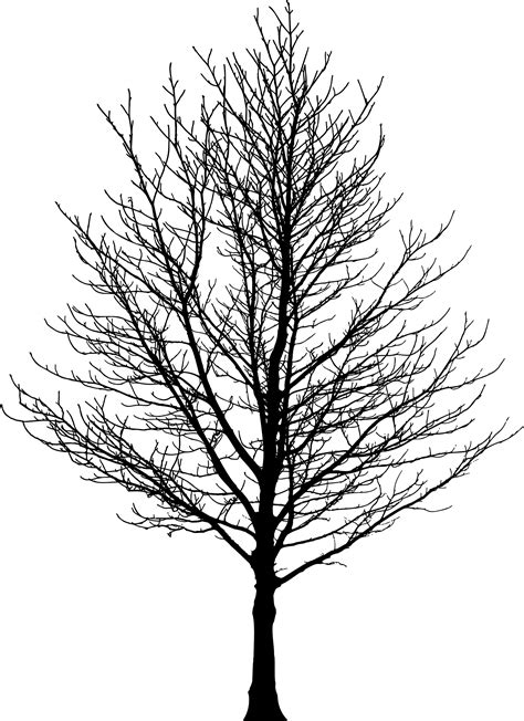 Tree Forest Sugar Maple Drawing Clip Art Tree Silhouette Png Download