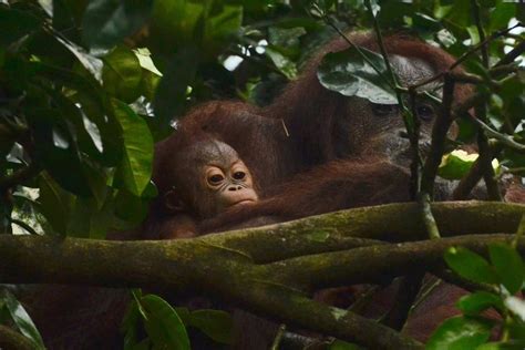 Orangutan Numbers In Borneo Plummet By More Than 100000 In Just 16
