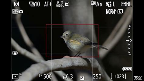 Nikon Z9 Bird Detection Tarsiger Cyanurus Youtube