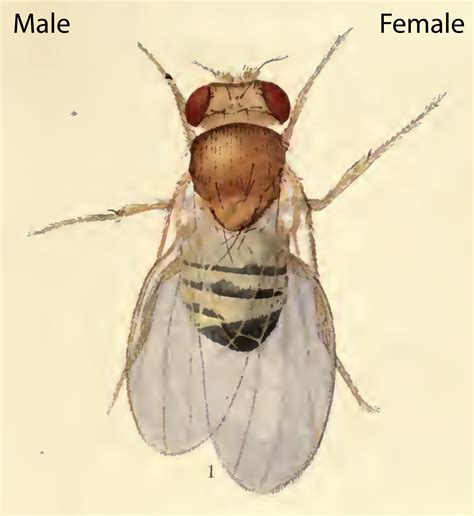 Its In The Head How Male And Female Fruit Flies Grow Apart The Node