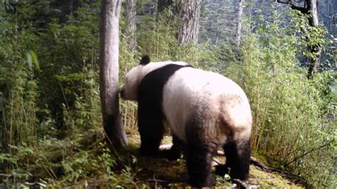 Wild Giant Panda Caught Marking Territory In Sw China Cgtn