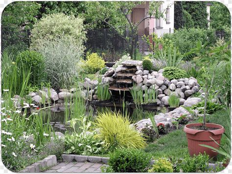 Tuinvijver Koivijver Visvijver Vijver Waterplanten Achtertuin Png