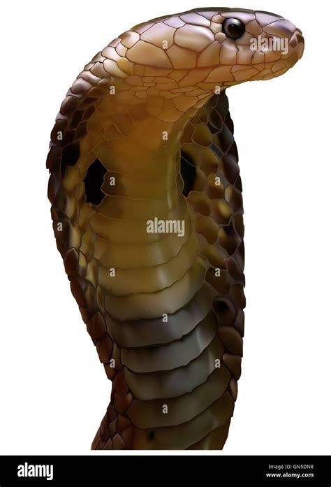 King Cobra Snake Hi Res Stock Photography And Images Alamy