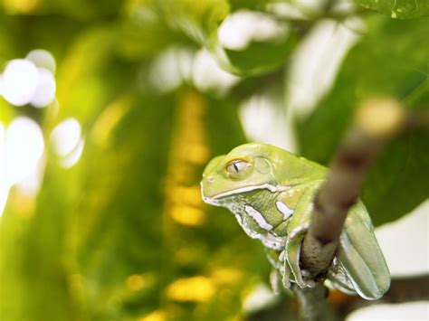 Which is the best website for frog wallpapers? Cute Green Frog Seating on Branch Animal Wallpaper | HD ...