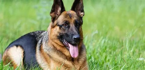 German Shepherd Temperament Allgshepherds