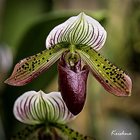 Lady Slipper Orchid Native American Folklore Tells The Sto Flickr