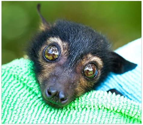 Baby Spectacled Flying Fox Animals Fox Rainforest