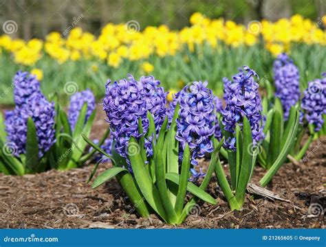 Blue Hyacinth Stock Image Image Of Springtime Floral 21265605