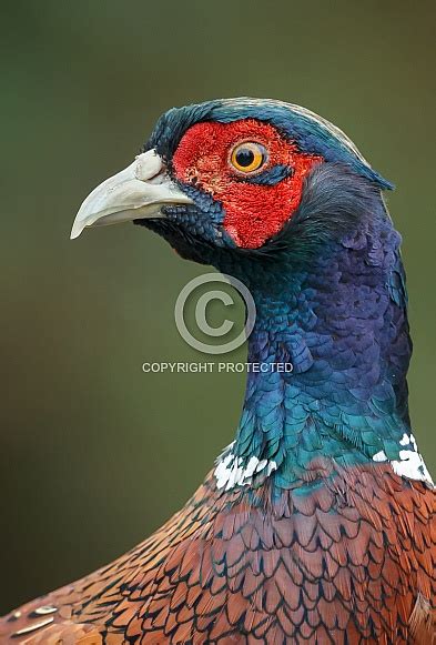 Pheasant Portrait Wildlife Reference Photos For Artists