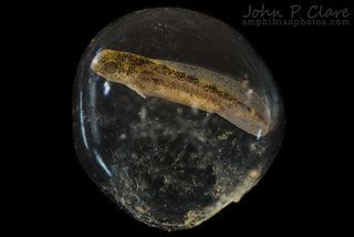 Eastern Tiger Salamander Egg Ambystoma Tigrinum Egg Embr Flickr
