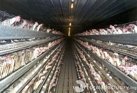 Life On Factory Farms For Egg Laying Hens Humane Decisions