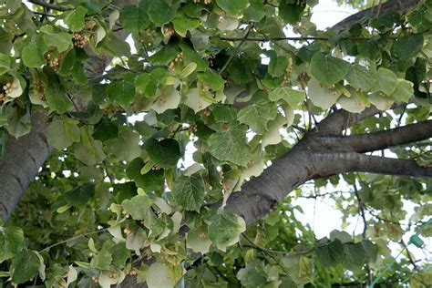 Tilia Tomentosa Tilia Tomentosa Moench Malvaceae Local Ai Flickr