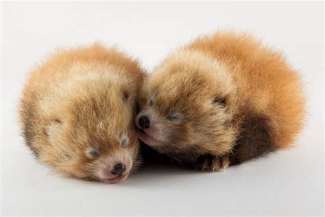 Tiny Red Panda Cubs Are Big News Zooborns