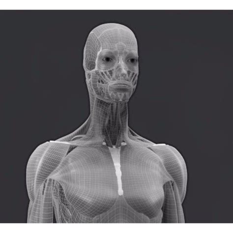 Zygotecomplete 3d Female Anatomy Model Medically Accurate Human Human Anatomy Model