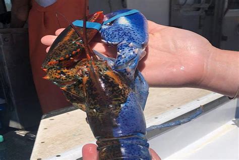 A Rare Split Colored Lobster Was Caught Off The Coast Of Maine