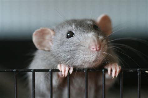 Pet Rat Rats