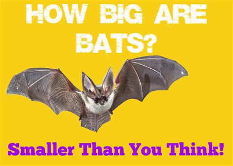How Big Are Bats The Smallest And Largest In The World Squirrels At