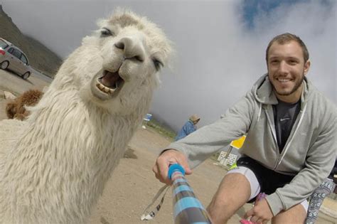 Funniest Animal Photobombs And Selfie Daily Star
