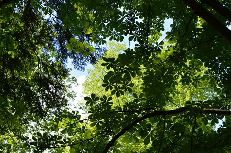 Download Free Photo Of Canopy Leaves Trees Nature Forest From