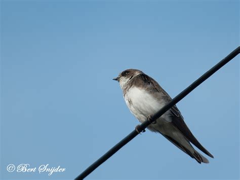 The sand martin is a migratory passerine bird in the swallow family. Birding Portugal Sand Martin | Birding in Portugal ...