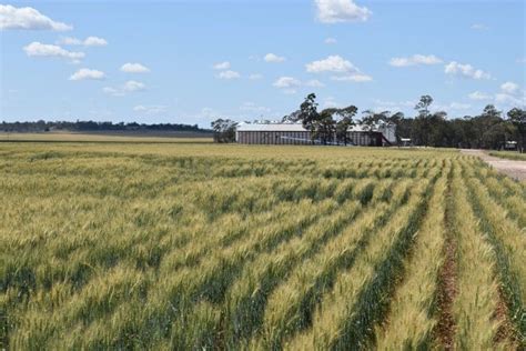 Winter Harvest Near Record Summer Crop On The Improve Abares Grain