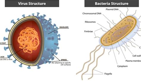 What Are The Differences Between Viruses And Bacteria SCALAR LIGHT