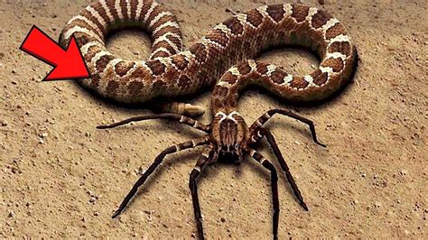 10 Most Dangerous Snakes In The World Animal Mashups Photoshopped