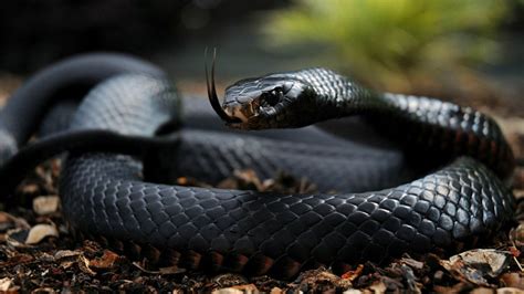 12 Most Beautiful Snakes In The World An Online Magazine About Style