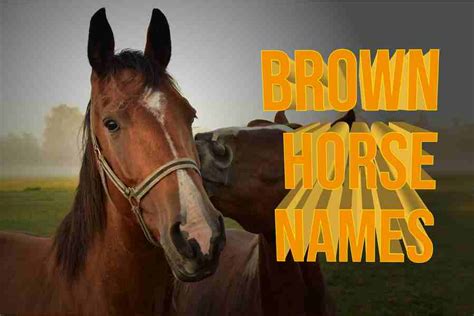 90 Brown Horse Names Discovering The Perfect Name