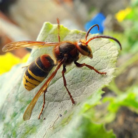 È originario dell'asia orientale temperata. Il Calabrone - Vespa Crabro - CESAN