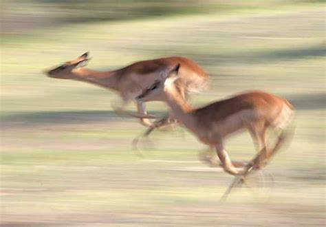 Wildlife Photos Motion Blur Effect