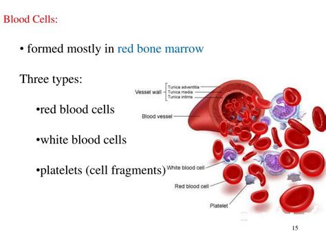 Ppt Ch 14 Blood Powerpoint Presentation Free Download Id5839507