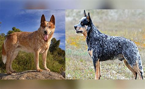 Red Blue Cattle Dog