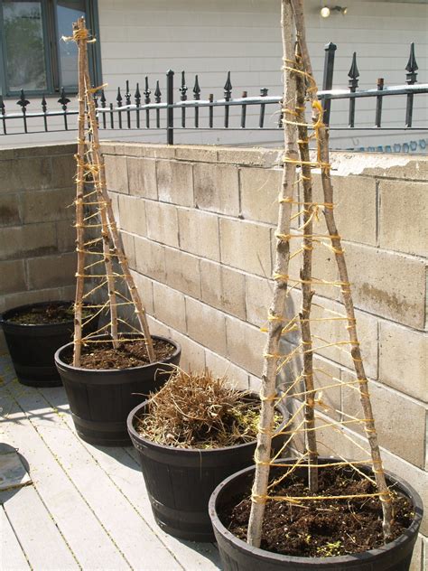 25 Functional Diy Cucumber Trellis Ideas Cucumber Trellis Garden